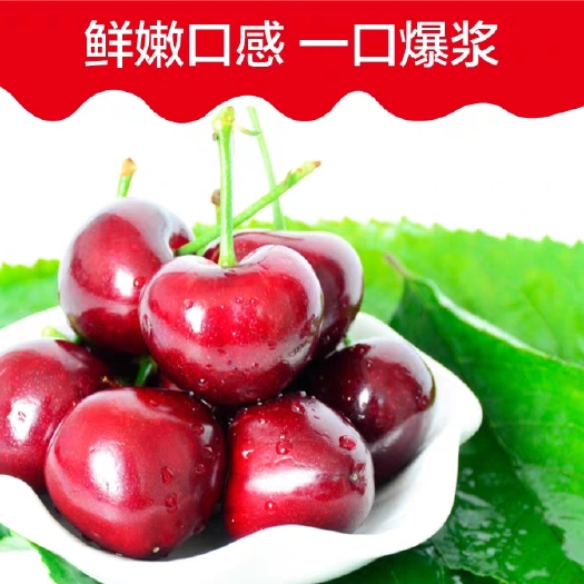 新绛县 樱桃种植户，现摘现发大樱桃