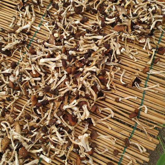 德清县干品大球盖菇赤松茸
