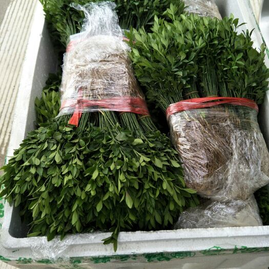 阳朔县枳壳苗  积壳苗，积壳小苗，包邮包邮包邮包邮包邮