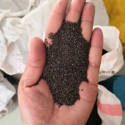 绛县薰衣草种子 薰衣草籽