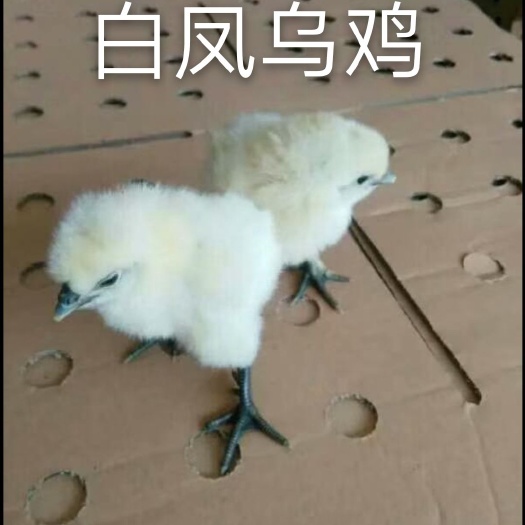 南宁白凤乌鸡苗 统货