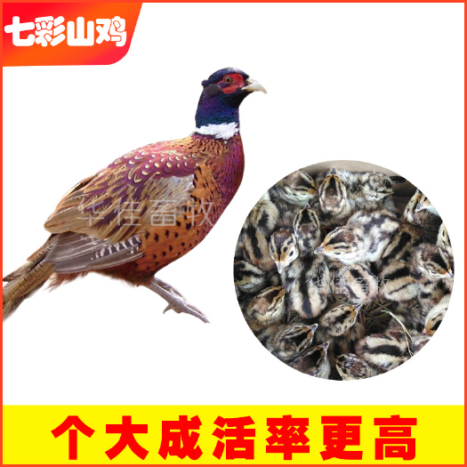 南宁 七彩山鸡鸡苗 七彩山鸡苗  七彩山鸡种苗 厂家直销大量供应