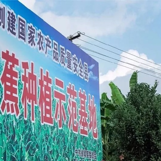 徐闻县 广东香蕉 巴西香蕉