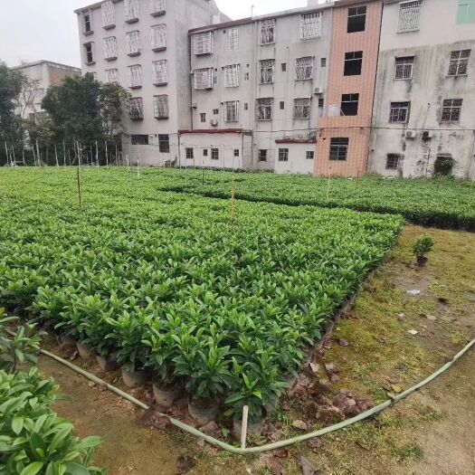 普宁市 非洲茉莉