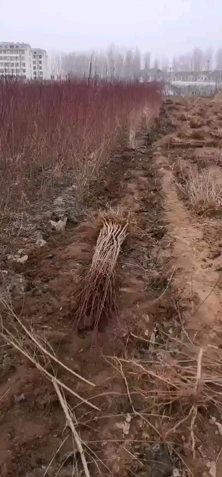 沂水县映霜红桃苗  桃苗杏苗等果树苗木