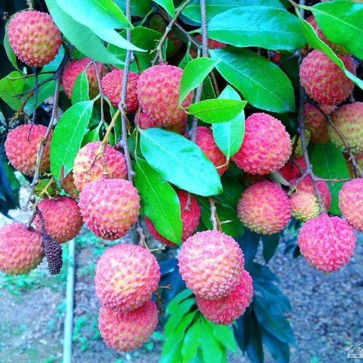 普宁市桂味荔枝苗
