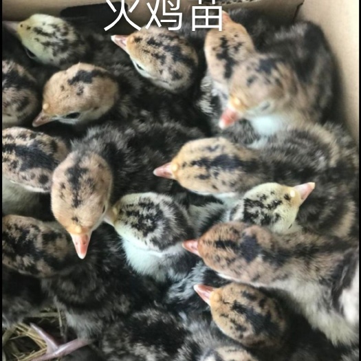 南宁火鸡苗 统货