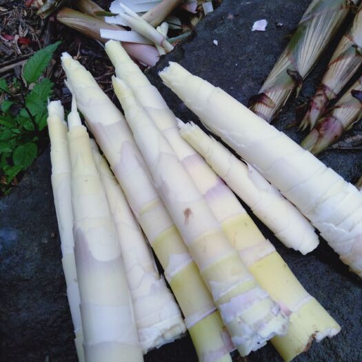 南丹县山竹笋 绿色食品