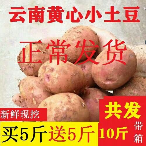 昆明黄心土豆云南红皮小土豆新鲜农家新鲜马铃薯现货5斤10斤包邮