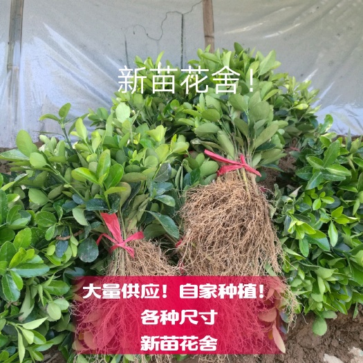 沭阳县 黄杨冬青苗