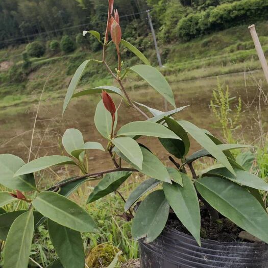 龙胜县粉红黑老虎苗 黑老虎营养杯苗带花蕾带土发货