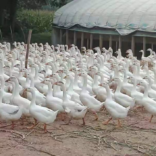 原阳县 成鹅肉鹅籽鹅老鹅收购