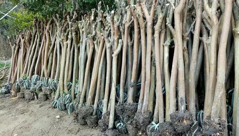 常州 紫薇占地苗