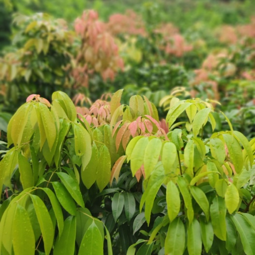 灵山县无核荔枝苗