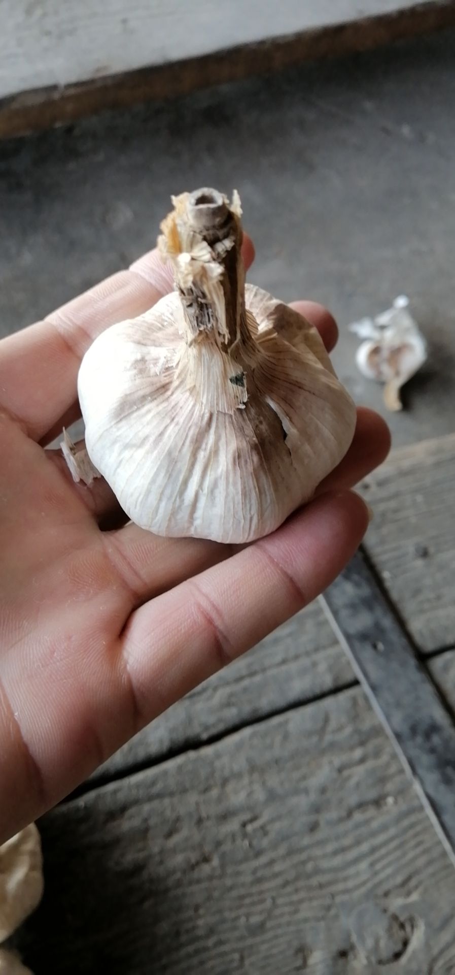 金乡大蒜 混级统货
