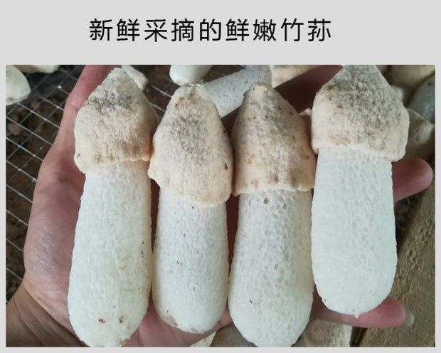 宜黄县品短裙竹荪，品质保证，自家种植，可实地考察