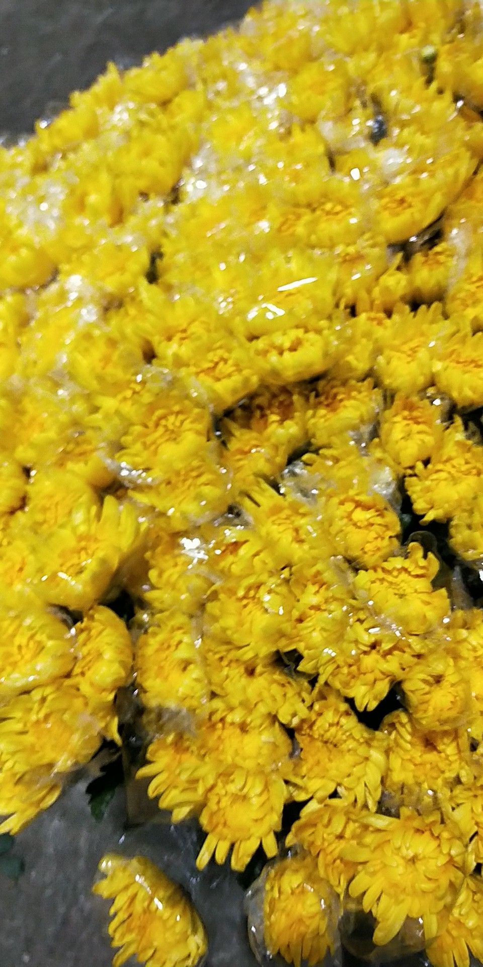 菊花切花  云南鲜花批发昆明斗南基地鲜花批发黄菊白菊