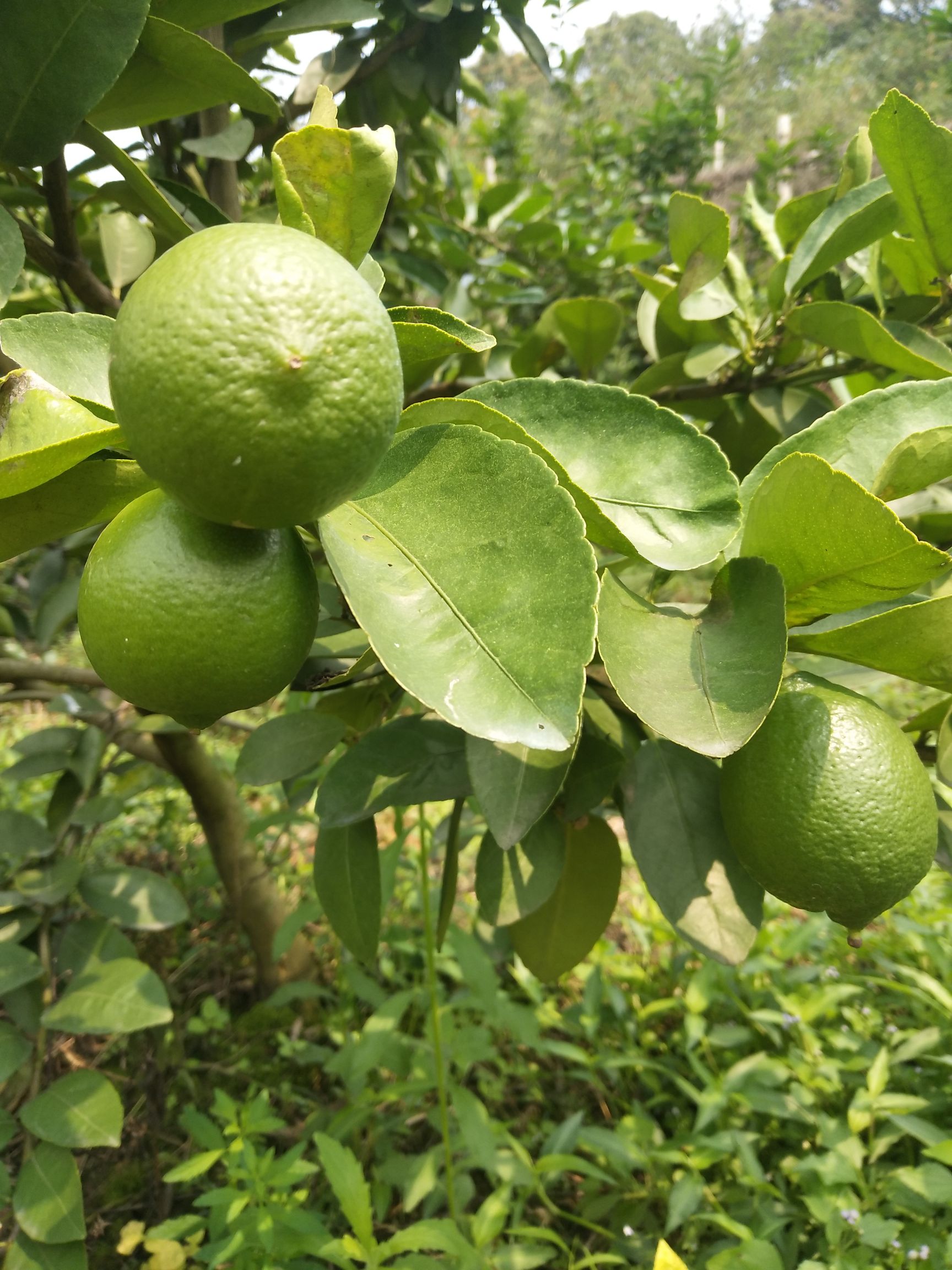 柠檬苗  品种纯正，柚子头嫁接苗，个头均匀，大约一斤5个左右