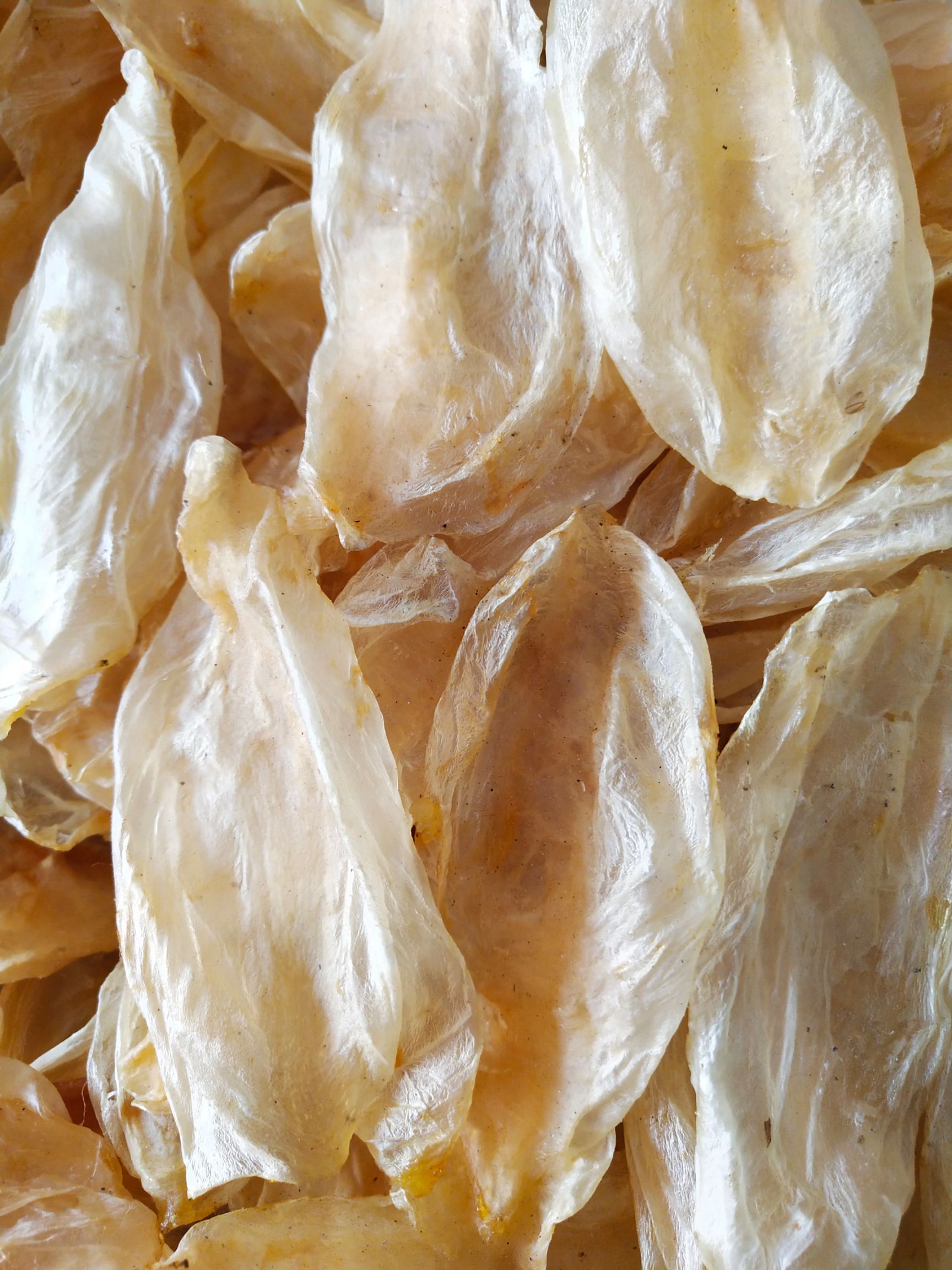 鱼鳔 鱼膘  精选货，营养品，欢迎订购