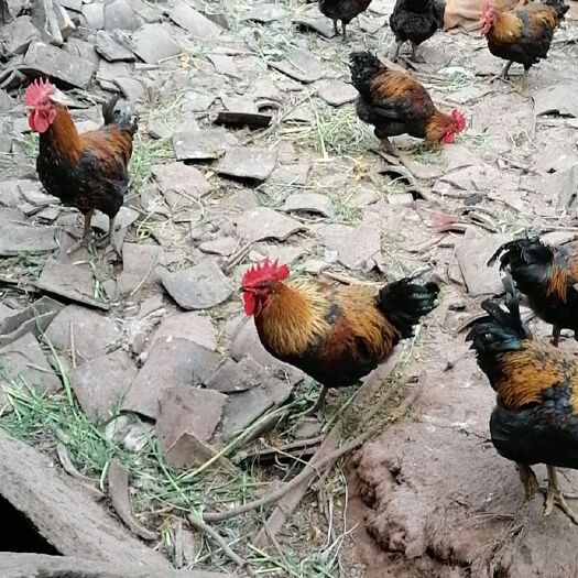 资阳土鸡 因疫情，商品积压，多养了两个多月，肉质好