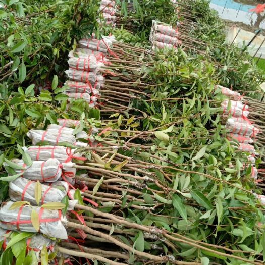 灵山县无核荔枝苗