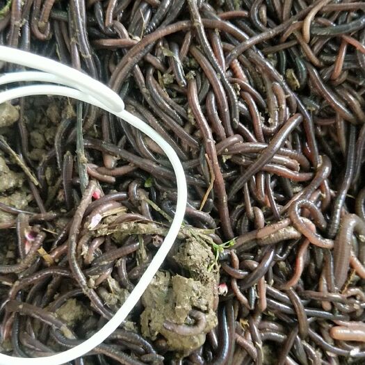  天然蚯蚓。腥味比較重。比養(yǎng)殖的好。釣魚喂東西就最好