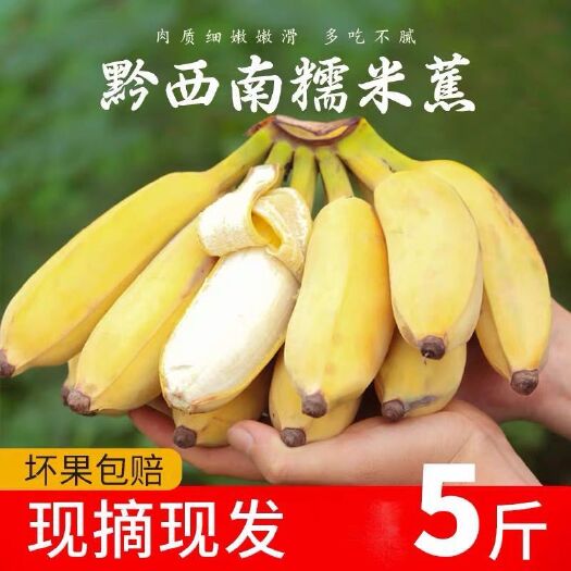 册亨县 贵州糯米蕉香蕉 芭蕉整箱当季新鲜水果小米蕉香蕉 5斤装