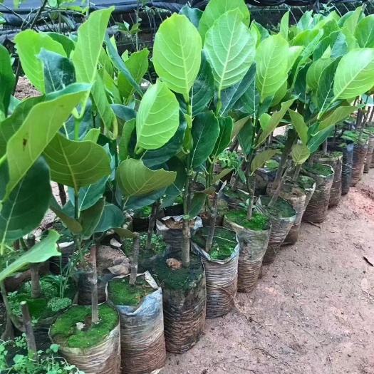 钦州马来西亚一号菠萝蜜苗