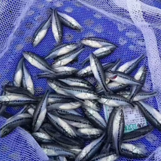 广州 加州鲈鱼苗  加州鲈水花 鲈鱼苗 淡水大口黑鲈鱼养殖技术指