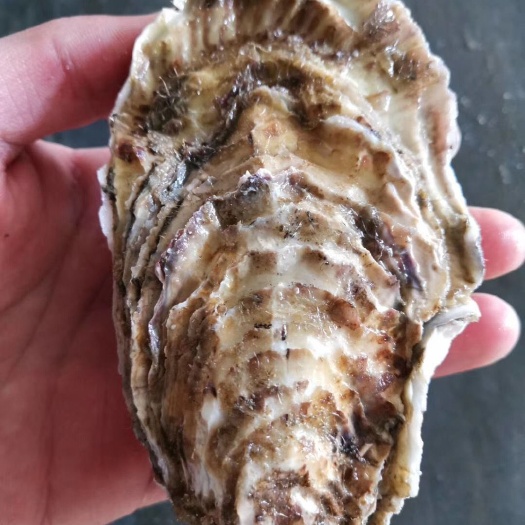乳山市 江阳生蚝牡蛎海蛎子乳山生蚝海蛎子牡蛎大连生蚝海蛎子育肥度夏