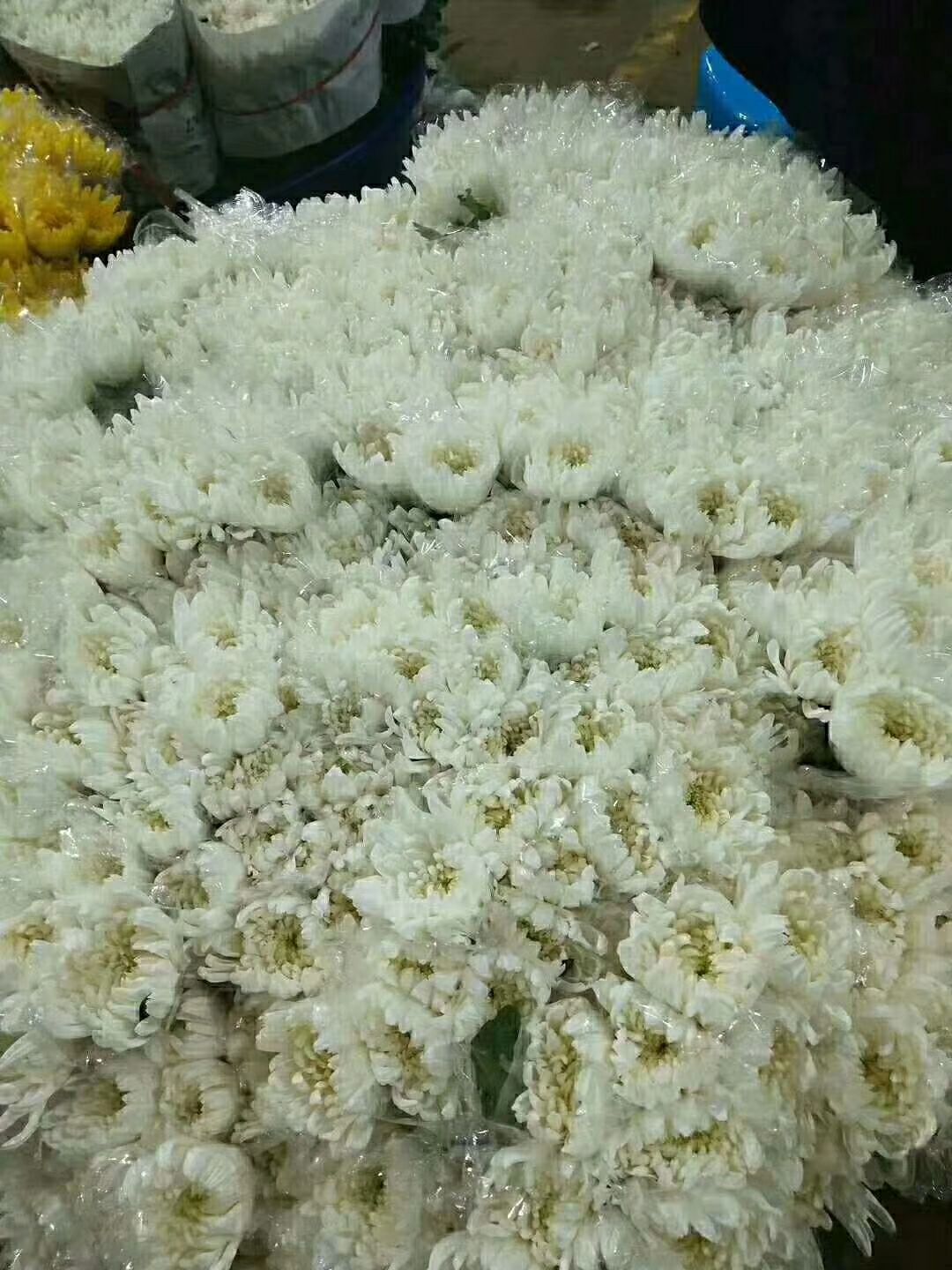 菊花切花  云南鲜花批发昆明斗南基地鲜花批发黄菊白菊