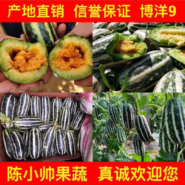  河北沧州青县头茬博洋系列甜瓜大量供应