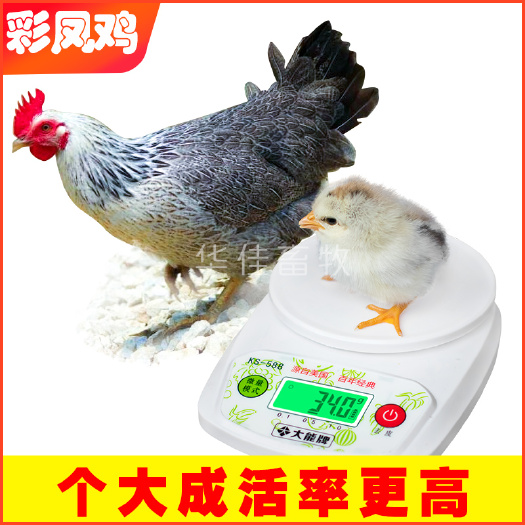 南宁 彩凤鸡苗  稻花鸡苗 包成活包疫苗--华佳畜牧公司