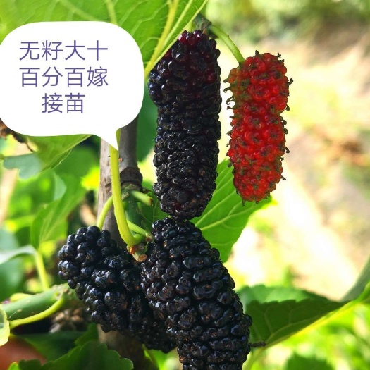 灵山县长果桑苗  无仔大十果桑苗