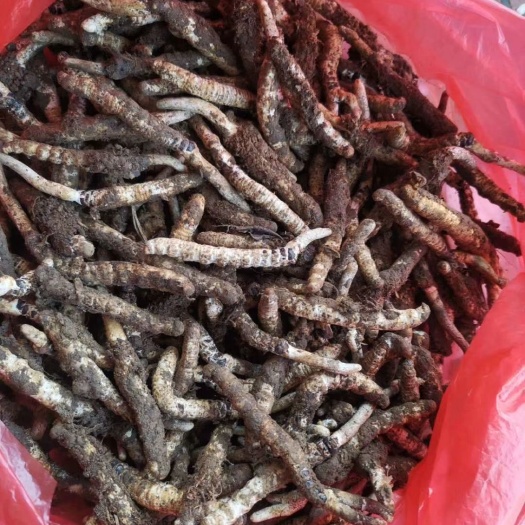 石阡县冬虫夏草 价格优惠