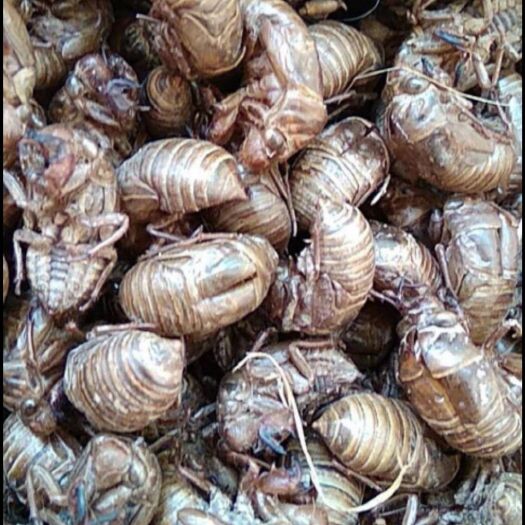 方城县蝉蜕，蝉壳，沙地蝉蜕