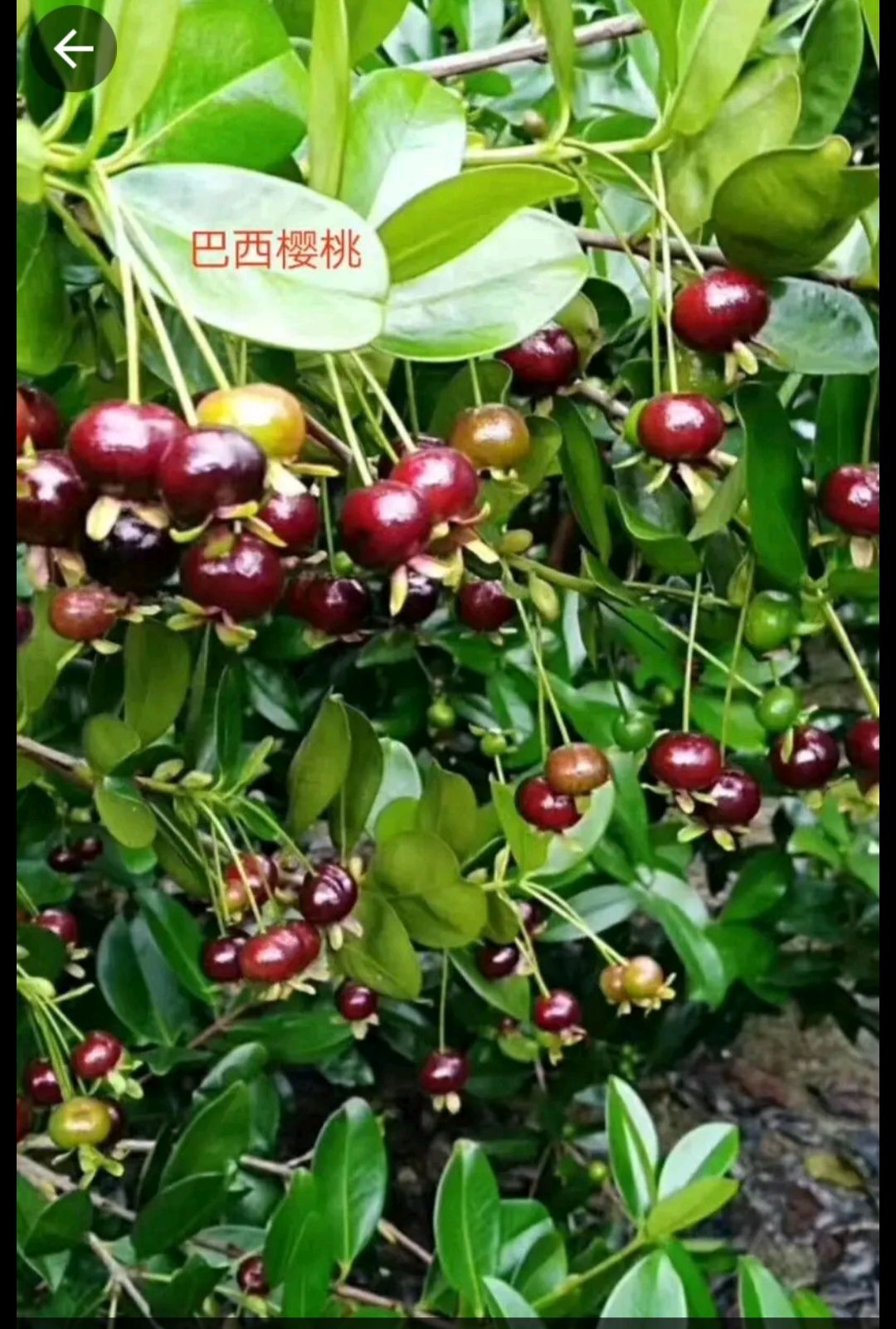 灵山县 巴西樱桃苗，盆栽地栽抗寒品种