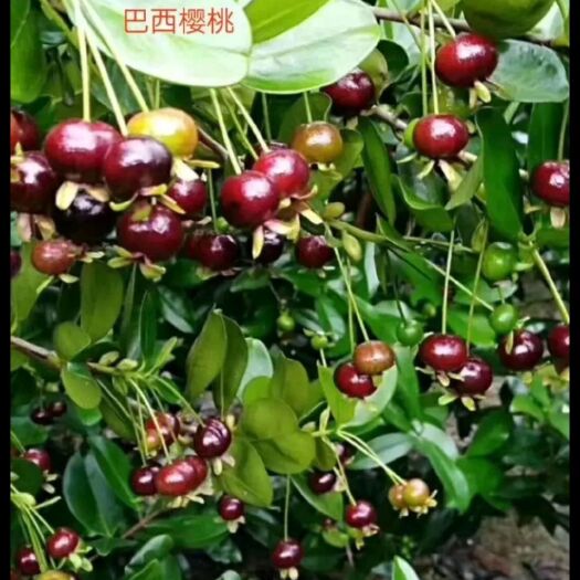 灵山县 巴西樱桃苗，盆栽地栽抗寒品种