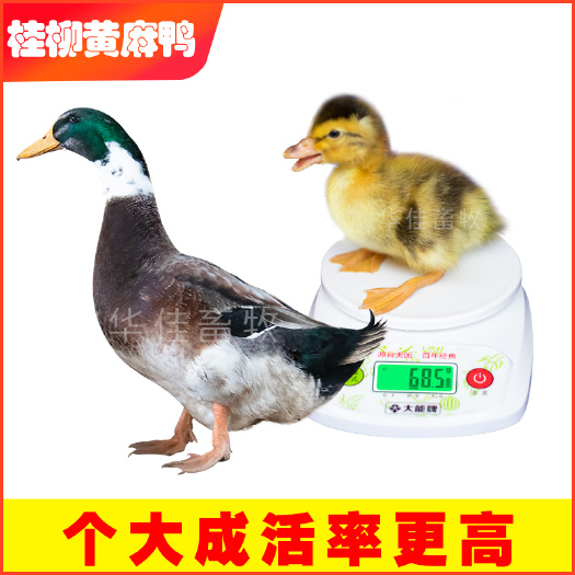 南宁 黄麻鸭苗 大种杂交鸭苗 青头鸭苗 包疫苗包运输