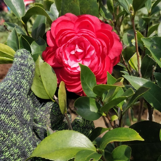 漳平市 五色赤丹茶花