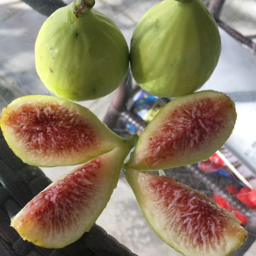 灵山县波姬红无花果苗 果树苗  波姬红 青皮无花果苗