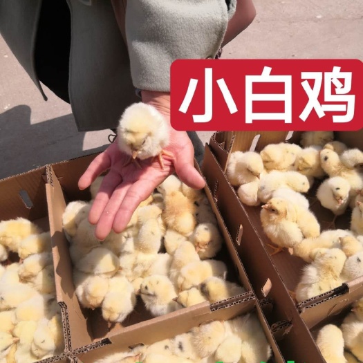 连云港 大型孵化场/白鸡苗