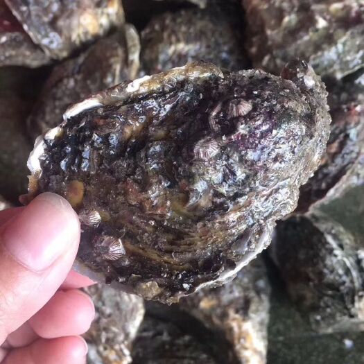 饶平县 网红高压锅生蚝，汫洲大蚝