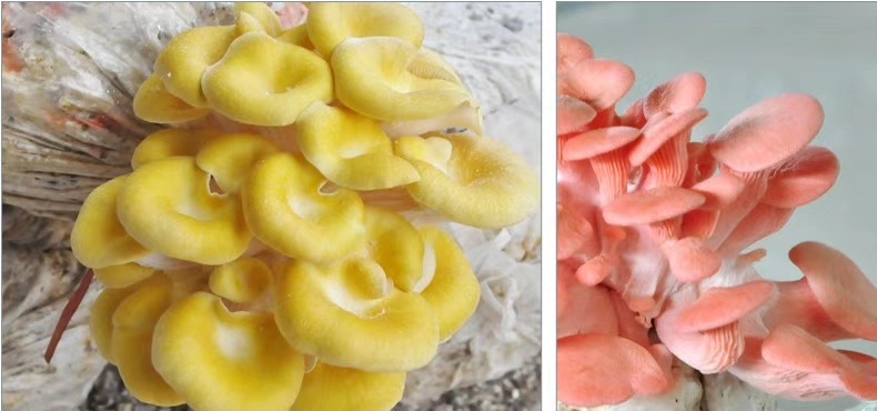 玉溪平菇菌种 新鲜平台自己养，好玩又好看关键还美味，量大有大优惠哦