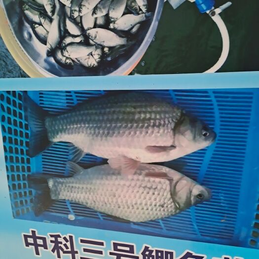 广州中科三号鲫鱼