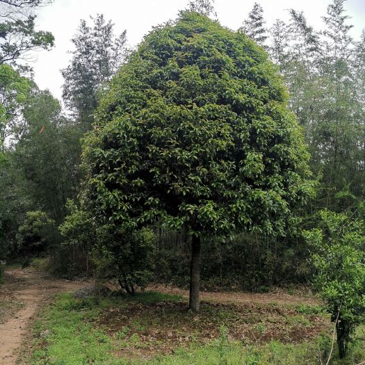 桂林普通桂花树  2米以上高杆桂花，米径20公分以上