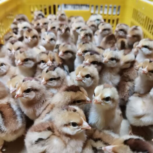 南宁 土鸡苗 厂家直销 包运费 包疫苗 包成活