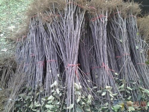 泰安维纳斯黄金苹果苗 1~1.5米