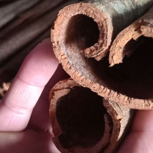 肇庆普通桂皮