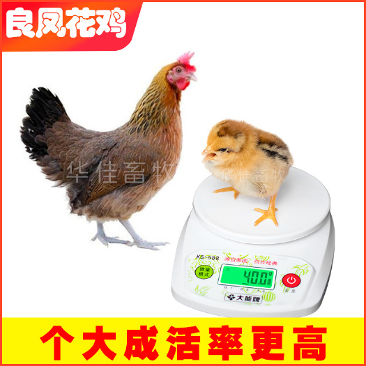 南宁 良凤花鸡苗 快大型肉鸡苗 包成活包疫苗--华佳畜牧公司